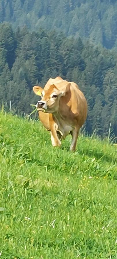 Vorderweinaugut Appartement Annaberg im Lammertal Buitenkant foto